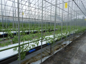 梅雨入りしました② 。
