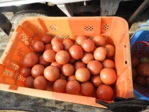 収穫した桃太郎トマト