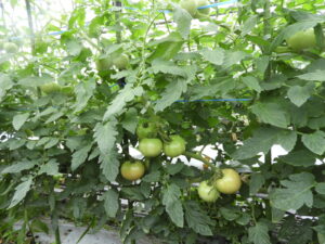 隔離土耕のハウス