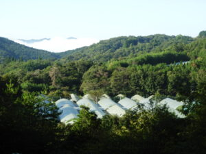 雲海