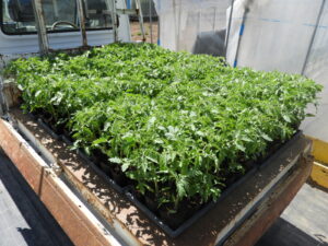 今日からハウスへの定植をします。
