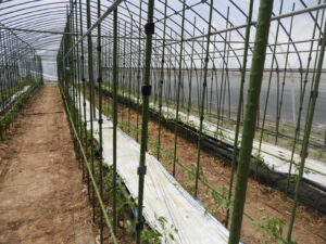 ポット苗のハウスへの定植をしています③。