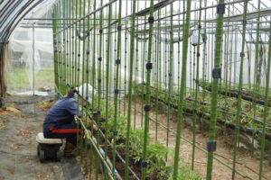 ポット苗のハウスへの定植をしています④。