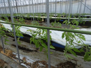 隔離土耕のハウスに定植しています②。