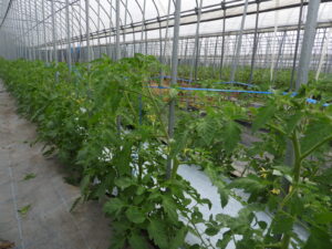 桃太郎シルクの樹の手入れをしています⑥。