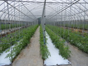 桃太郎シルクの樹の手入れをしています⑦。