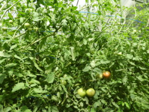 晴れて気温が上がっています⑧。