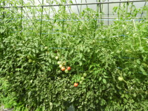 晴れて気温が上がっています⑩。