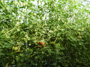 蒸し暑いです。