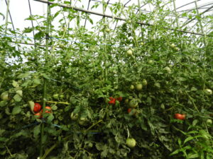 蒸し暑いです②。