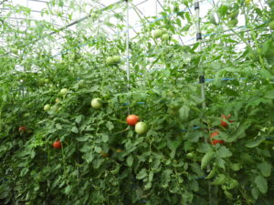 蒸し暑いです③。