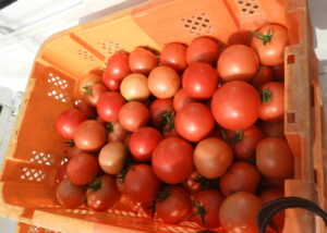 蒸し暑いです④。