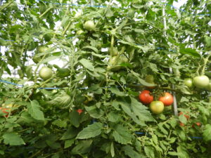 蒸し暑いです⑤。