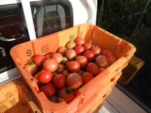 夕方は少し涼しくなっています。