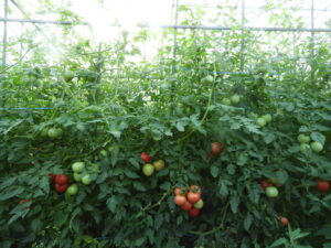 夕方は少し涼しくなっています②。