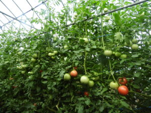 夕方は少し涼しくなっています④。