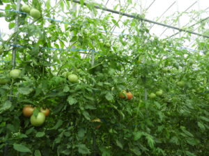 朝夕は少し涼しいです。