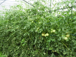 朝夕は少し涼しいです②。