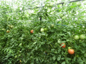 少し秋らしくなっています。