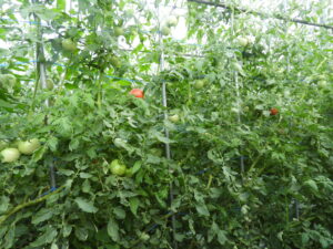 少し秋らしくなっています②。