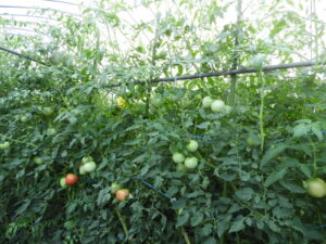 少し秋らしくなっています③。