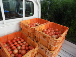 少し秋らしくなっています④。