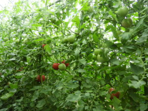 少し秋らしくなっています⑤。