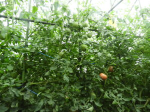 少し秋らしくなっています⑥。