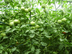 少し秋らしくなっています⑦。