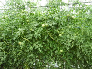 少し秋らしくなっています⑧。