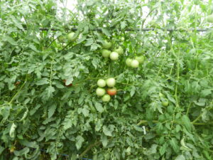 少し秋らしくなっています⑨。