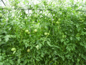 少し秋らしくなっています⑩。