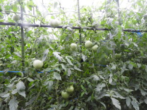 少し秋らしくなっています⑪。