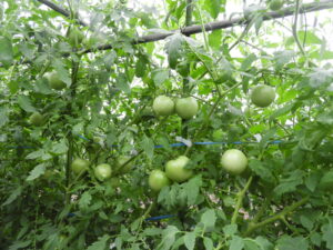 少し秋らしくなっています⑫。