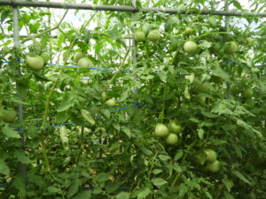 少し秋らしくなっています⑬。