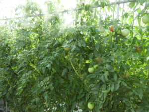 少し秋らしくなっています⑭。