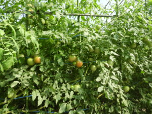 日中は少し汗ばみます②。