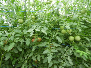 少し秋らしくなっています⑰。