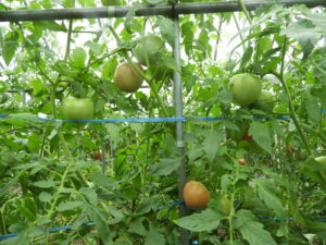 秋らしくなってきました③。