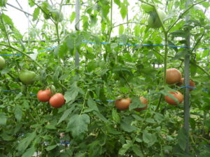 秋らしくなってきました⑦。