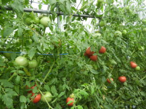 秋らしくなってきました⑧。