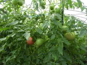 秋らしくなってきました⑨。