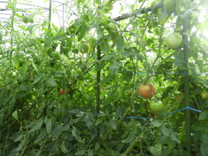 日中は少し汗ばみます③。