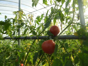 秋らしくなってきました⑭。