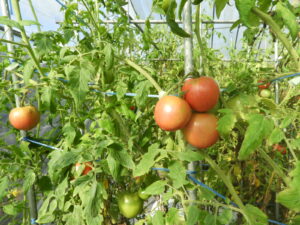 秋らしくなってきました⑮。