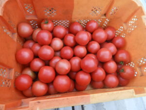 日中は少し汗ばみます。