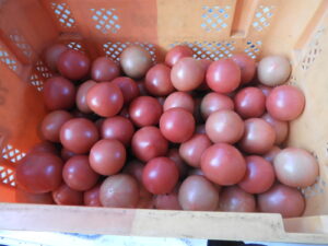 日中は少し汗ばみます④。