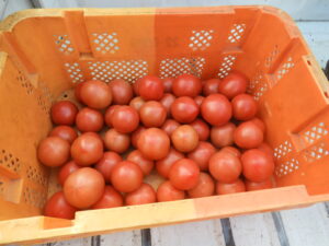 日中は少し汗ばみます⑧。