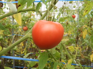 日中は少し汗ばみます⑨。