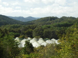 秋が深まっています。